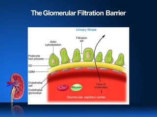 TheGlomerular Filtration Barrier
 