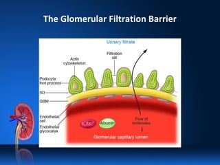 The Glomerular Filtration Barrier
 