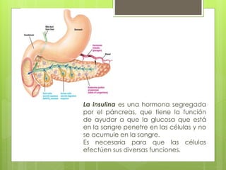 La insulina es una hormona segregada 
por el páncreas, que tiene la función 
de ayudar a que la glucosa que está 
en la sangre penetre en las células y no 
se acumule en la sangre. 
Es necesaria para que las células 
efectúen sus diversas funciones. 
 