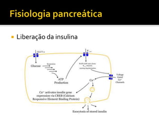  Liberação da insulina
 
