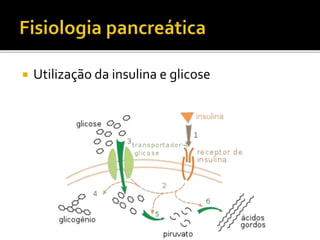  Utilização da insulina e glicose
 