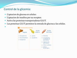 Control de la glicemia:
 Captacion de glucosa en celulas:
 Captacion de insulina por su receptor.
 Activa las proteinas...