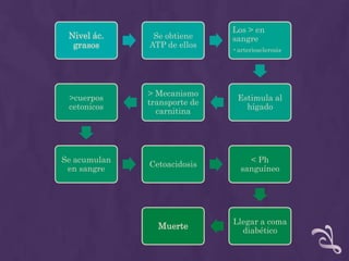 Los > en
 Nivel ác.     Se obtiene     sangre
  grasos      ATP de ellos
                              •arteriosclerosis




              > Mecanismo
 >cuerpos                      Estimula al
              transporte de
 cetonicos                       hígado
                carnitina




Se acumulan                       < Ph
              Cetoacidosis
 en sangre                      sanguíneo




                              Llegar a coma
                Muerte          diabético
 