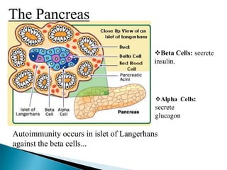 The Pancreas
Beta Cells: secrete
insulin.

Alpha Cells:

secrete
glucagon

Autoimmunity occurs in islet of Langerhans
against the beta cells...

 