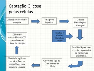 Captação Glicose
pelas células
Glicose absorvida no
intestino
Veia-porta
hepática
Glicose
liberada para
o sangue
Insulina liga-se aos
receptores presentes
na membrana
plasmática
Insulina é
ativada e
liberada no
sangue
Glicose se liga ao
Glut e entra na
célula
Na célula a glicose
participa das vias
metabólicas para
produzir Energia
Glicose é
convertida em ATP
e usada como
fonte de energia
 