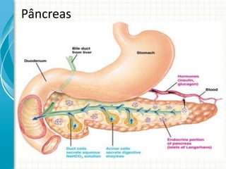 Pâncreas
 