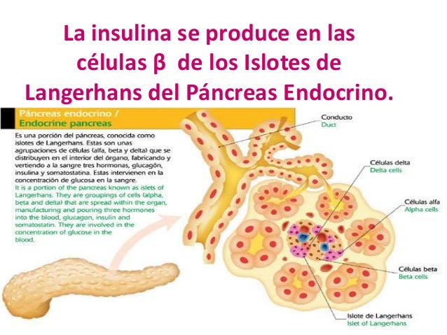 diabetes-mellitus-7-638.jpg