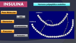INSULINA Hormona polipeptídica anabólica
Peso Molecular
Elementos
5600
51 aminoácidos
Precursor
Proinsulina
 