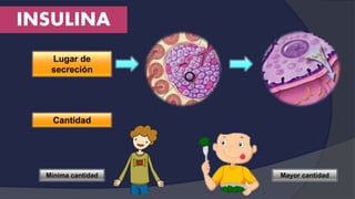 INSULINA
Lugar de
secreción
Cantidad
Mínima cantidad Mayor cantidad
 