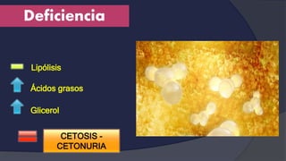 Deficiencia
Lipólisis
Ácidos grasos
Glicerol
CETOSIS -
CETONURIA
 