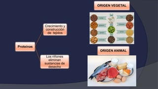 Proteínas
Crecimiento y
construcción
de tejidos
Los riñones
eliminan
sustancias de
desecho
ORIGEN VEGETAL
ORIGEN ANIMAL
 