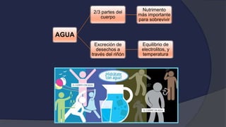 AGUA
2/3 partes del
cuerpo
Nutrimento
más importante
para sobrevivir
Excreción de
desechos a
través del riñón
Equilibrio de
electrolitos, y
temperatura
 