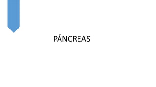 PÁNCREAS
 