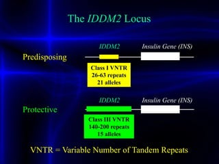 Insulin Gene (INS)
Class I VNTR
26-63 repeats
21 alleles
Predisposing
IDDM2
Insulin Gene (INS)
Class III VNTR
140-200 repeats
15 alleles
IDDM2
Protective
The IDDM2 Locus
VNTR = Variable Number of Tandem Repeats
 