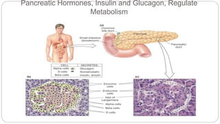 Pancreatic Hormones, Insulin and Glucagon, Regulate
Metabolism
 