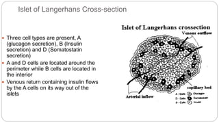 Islet of Langerhans Cross-section
 Three cell types are present, A
(glucagon secretion), B (Insulin
secretion) and D (Somatostatin
secretion)
 A and D cells are located around the
perimeter while B cells are located in
the interior
 Venous return containing insulin flows
by the A cells on its way out of the
islets
 