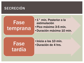 •1° min. Posterior a la
estimulación
•Pico máximo 3-5 min.
•Duración máxima 10 min.
Fase
temprana
•Inicia a los 10 min.
•Duración de 4 hrs.Fase
tardía
SECRECIÓN
 