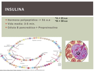  Hormona polipeptídica -> 51 a.a
 Vida media: 3-5 min.
 Célula B pancreática-> Preproinsulina
INSULINA
*A -> 21 a.a
*B -> 30 a.a
 