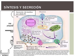 SÍNTESIS Y SECRECIÓN
 