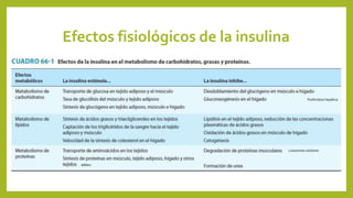 Efectos fisiológicos de la insulina
Lisosomas celulares
Fosforilaza hepática
ARNm
 
