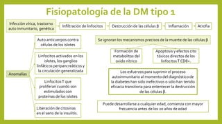Fisiopatología de la DM tipo 1
Infección vírica, trastorno
auto inmunitario, genética
Infiltración de linfocitos Destrucción de las células β Inflamación Atrofia
Anomalías
Auto anticuerpos contra
células de los islotes
Linfocitos activados en los
islotes, los ganglios
linfáticos peripancreáticos y
la circulación generalizada
LinfocitosT que
proliferan cuando son
estimulados con
proteínas de los islotes
Liberación de citosinas
en el seno de la insulitis.
Se ignoran los mecanismos precisos de la muerte de las células β
Formación de
metabolitos del
oxido nítrico
Apoptosis y efectos cito
tóxicos directos de los
linfocitosT CD8+.
Los esfuerzos para suprimir el proceso
autoinmunitario al momento del diagnóstico de
la diabetes han sido inefectivos o sólo han tenido
eficacia transitoria para enlentecer la destrucción
de las células β.
Puede desarrollarse a cualquier edad, comienza con mayor
frecuencia antes de los 20 años de edad
 
