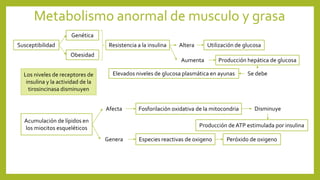 Metabolismo anormal de musculo y grasa
Resistencia a la insulina
Genética
Obesidad
Susceptibilidad Altera Utilización de glucosa
Aumenta Producción hepática de glucosa
Se debeElevados niveles de glucosa plasmática en ayunasLos niveles de receptores de
insulina y la actividad de la
tirosincinasa disminuyen
Acumulación de lípidos en
los miocitos esqueléticos
Afecta Fosforilación oxidativa de la mitocondria Disminuye
Producción de ATP estimulada por insulina
Genera Especies reactivas de oxigeno Peróxido de oxigeno
 
