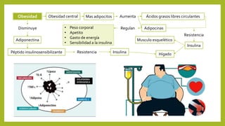 Obesidad Obesidad central Mas adipocitos Aumenta Ácidos grasos libres circulantes
AdipocinasRegulan• Peso corporal
• Apetito
• Gasto de energía
• Sensibilidad a la insulina
Resistencia
Insulina
Musculo esquelético
Hígado
Disminuye
Adiponectina
Péptido insulinosensibilizante Resistencia Insulina
 