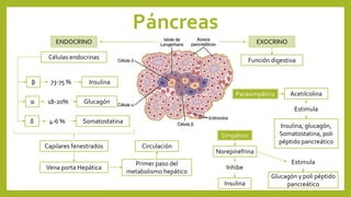 Páncreas
EXOCRINO
Función digestiva
ENDOCRINO
Células endocrinas
β
α
δ
73-75 %
18-20%
4-6 %
Insulina
Glucagón
Somatostatina
Capilares fenestrados
Vena porta Hepática
Primer paso del
metabolismo hepático
Circulación
Insulina, glucagón,
Somatostatina, poli
péptido pancreático
Acetilcolina
Norepinefrina
Estimula
Inhibe
Parasimpático
Simpático
Insulina
Estimula
Glucagón y poli péptido
pancreático
 