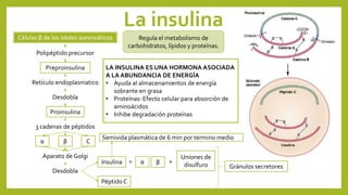 La insulina
Células β de los islotes pancreáticos
Polipéptido precursor
Preproinsulina
Retículo endoplasmatico
Desdobla
Proinsulina
3 cadenas de péptidos
α Cβ
Aparato de Golgi
Desdobla
Péptido C
Insulina α β +
Uniones de
disulfuro
=
Gránulos secretores
Regula el metabolismo de
carbohidratos, lípidos y proteínas.
LA INSULINA ES UNA HORMONA ASOCIADA
A LA ABUNDANCIA DE ENERGÍA
• Ayuda al almacenamientos de energía
sobrante en grasa
• Proteínas: Efecto celular para absorción de
aminoácidos
• Inhibe degradación proteínas
Semivida plasmática de 6 min por termino medio
Preproinsulina
 