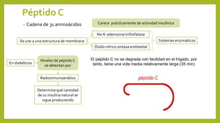 Péptido C
• Cadena de 31 aminoácidos Carece prácticamente de actividad insulínica
Se une a una estructura de membrana
Óxido nítrico sintasa endotelial
Na-K-adenosina trifosfatasa
Sistemas enzimáticos
Niveles de péptidoC
se detectan por
Radioinmunoanálisis
En diabéticos
Determina qué cantidad
de su insulina natural se
sigue produciendo
El péptido C no se degrada con facilidad en el hígado, por
tanto, tiene una vida media relativamente larga (35 min)
 