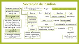 Secreción de insulina
Ingesta de alimentos
Aumento plasmático
de glucosa
Secreción de primera
fase
Secreción de
segunda fase
Incremento rápido en la
liberación hasta cifras
máximas y después una
reducción gradual hasta
una tasa de secreción baja
Incremento gradual de la
secreción hasta un nivel
de meseta
Células β de los islotes pancreáticosResponde
Cambios en concentraciones
plasmáticas
Norepinefrina
Glucosa
Aminoácidos
GLP-1
Acetilcolina
Entra GLUT-2 Glucolisis ATP
IncrementoATP/ADP intracelularCierre
Conductos KATP Reduce Entrada de K+
Despolarización de la membranaAbre
Conductos de Ca
dependientes de voltaje
Incremento Ca
Exocitosis
Gránulos secretores
de insulina
Incretina
Estimula la secreción de
insulina solo cuando la
glucemia rebasa el nivel
del ayuno
 