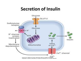 Secretion of Insulin
 