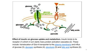 38
Effect of insulin on glucose uptake and metabolism. Insulin binds to its
receptor (1) which in turn starts many protein activation cascades (2). These
include: translocation of Glut-4 transporter to the plasma membrane and influx
of glucose (3), glycogen synthesis (4), glycolysis (5) and fatty acid synthesis (6).
 
