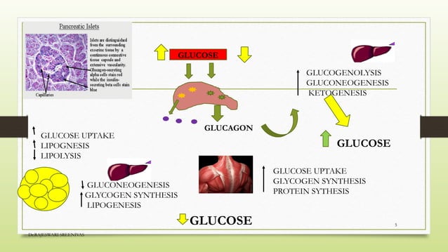 DIABETES MELLITU- types and mechanism of action | PPT | Free Download