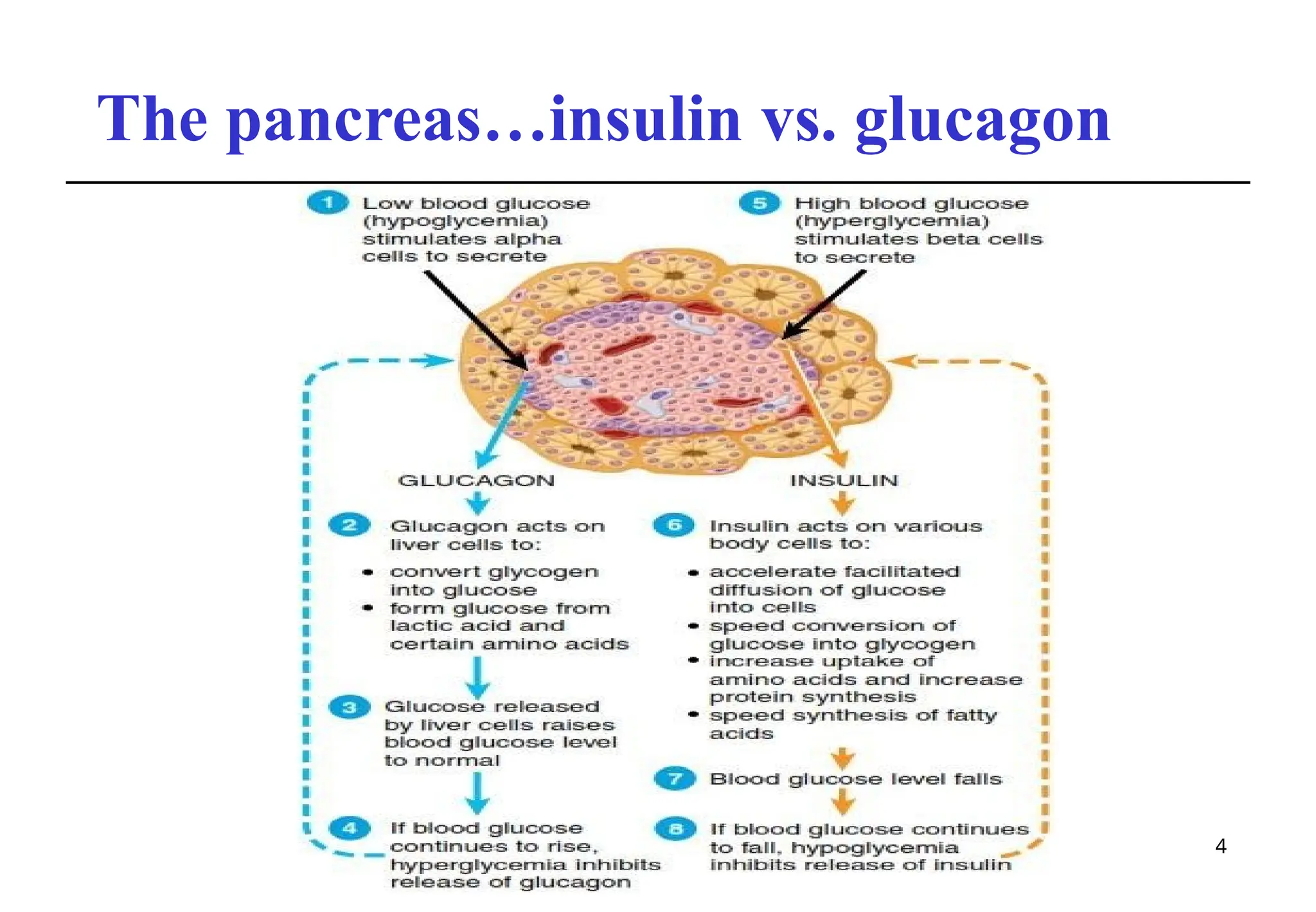 The pancreas…insulin vs. glucagon
4
 