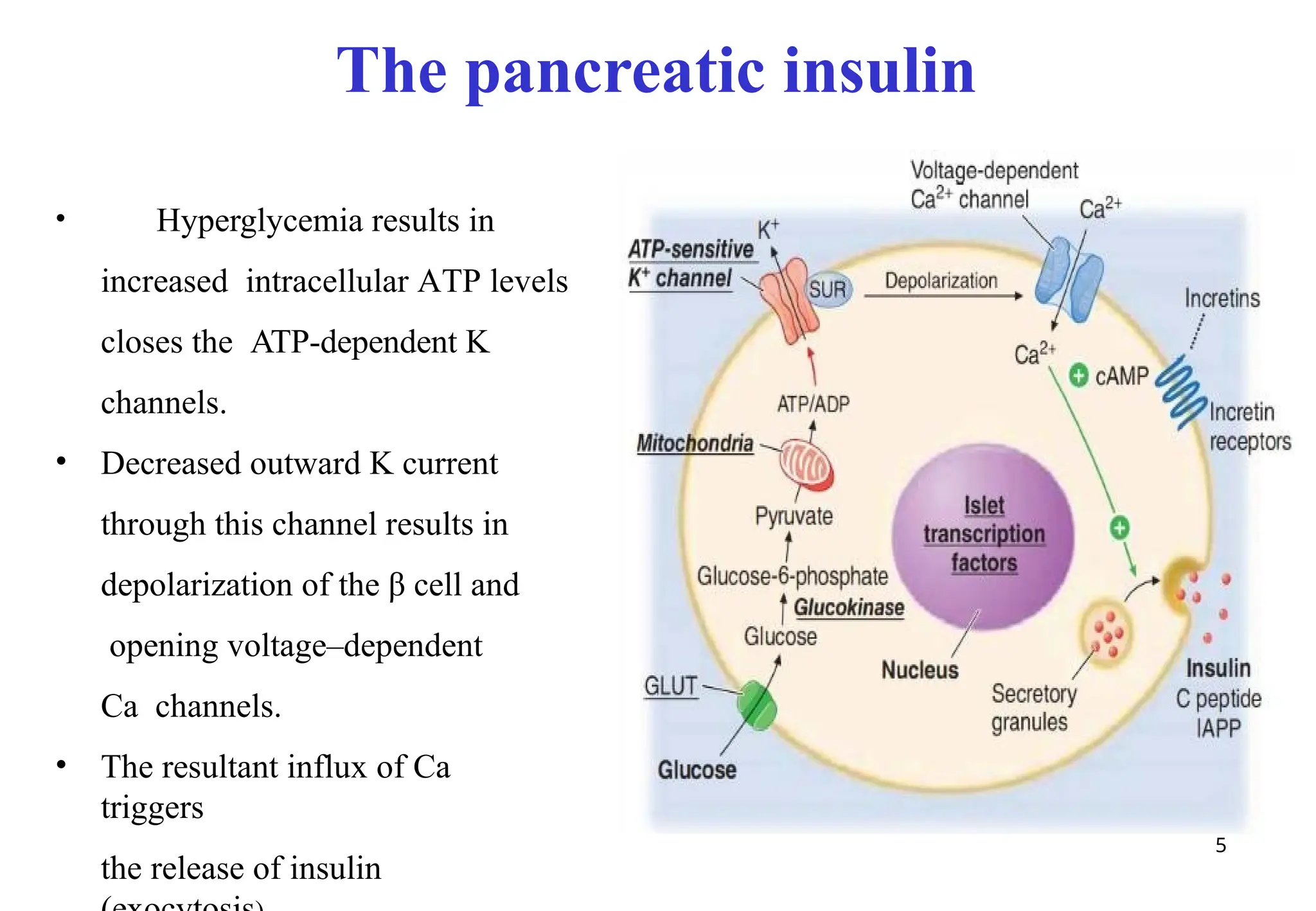 • Hyperglycemia results in
increased intracellular ATP levels
closes the ATP-dependent K
channels.
• Decreased outward K current
through this channel results in
depolarization of the β cell and
opening voltage–dependent
Ca channels.
• The resultant influx of Ca
triggers
the release of insulin
The pancreatic insulin
5
 