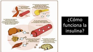 ¿Cómo
funciona la
insulina?
 
