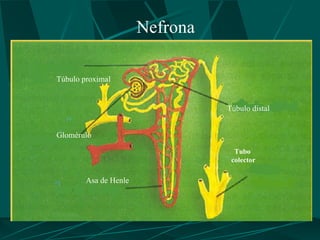 Nefrona

Túbulo proximal


                                 Túbulo distal


Glomérulo

                                   Tubo
                                  colector

        Asa de Henle
 