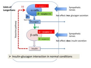 Sympathetic
nervescells
cells
Glucagon
Insulin
receptor (-)
receptor (+)
receptor (+)
receptor (-)
Sympathetic
nerves
Net effect: incr. glucagon secretion
Net effect: decr. insulin secretion
(-)
(+)
Islets of
Langerhans
 Insulin-glucagon interaction in normal conditions
Paracrinepathway
Start here
 
