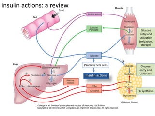Pancreas beta cells
Insulin actions
Glucose
entry and
utilization
(oxidation,
storage)
Glucose
entry and
oxidation
TG synthesis
insulin actions: a review
 