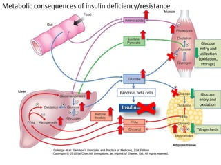 Pancreas beta cells
Insulin actions
Glucose
entry and
utilization
(oxidation,
storage)
Glucose
entry and
oxidation
TG synthesis
Metabolic consequences of insulin deficiency/resistance
 