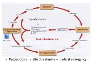 • Ketoacidosis - Life threatening – medical emergency!
Stressful situation
Positive feedback cycleStart here
 
