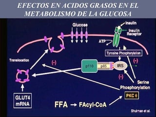 EFECTOS EN ACIDOS GRASOS EN EL
METABOLISMO DE LA GLUCOSA

 
