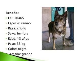 Reseña: HC: 10465 Especie: canino Raza: criollo Sexo: hembra Edad: 13 años Peso: 33 kg Color: negro  Tamaño: grande 