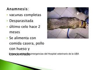 Anamnesis :  vacunas completas Desparasitada último celo hace 2 meses Se alimenta con comida casera, pollo con hueso y concentrado Entra a la unidad de emergencias del Hospital veterinario de la UBA 