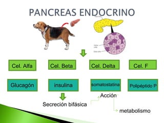 Secreción bifásica  Acción  metabolismo Cel. F Cel. Beta  Cel. Delta  Cel. Alfa  Glucagón   Polipéptido P  somatostatina   insulina   