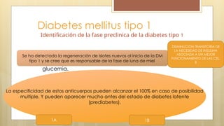 Diabetes mellitus tipo 1
Identificación de la fase preclinica de la diabetes tipo 1
Cuando hay mas del 80% de las células beta están
destruidas es donde inicia la elevación patología de la
glucemia.
Marcadores inmunologicos: anticuerpos anticelulas de
los islotes (ICA), anticuerpos antiinsulina (IAA),
anticuerpos antiglutamato descarboxilasa (GAD) o
anticuerpos antitirosina fosfatasa (IA2 e IA2 beta).
Aparecen mucho antes del estadio de diabetes
latente.
La especificidad de estos anticuerpos pueden alcanzar el 100% en caso de posibilidad
multiple. Y pueden aparecer mucho antes del estado de diabetes latente
(prediabetes).
Se ha detectado la regeneración de islotes nuevos al inicio de la DM
tipo 1 y se cree que es responsable de la fase de luna de miel
1A 1B
DISMINUCION TRANSITORIA DE
LA NECESIDAD DE INSULINA
ASOCIADA A UN MEJOR
FUNCIONAMIENTO DE LAS CEL.
B
 
