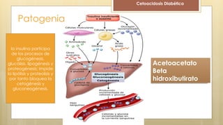 Patogenia
Acetoacetato
Beta
hidroxibutirato
Cetoacidosis Diabética
la insulina participa
de los procesos de
glucogénesis,
glucólisis, lipogénesis y
proteogénesis; impide
la lipólisis y proteolisis y
por tanto bloquea la
cetogénesis y
gluconeogénesis.
 