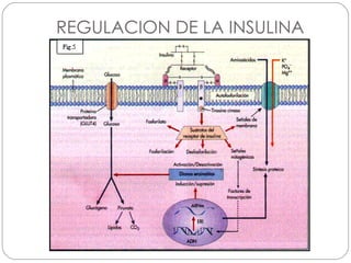 REGULACION DE LA INSULINA 