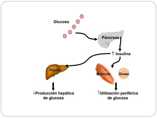 Páncreas Músculo Grasa    Insulina Producción hepática de glucosa Utilización periférica de glucosa Glucosa Hígado 